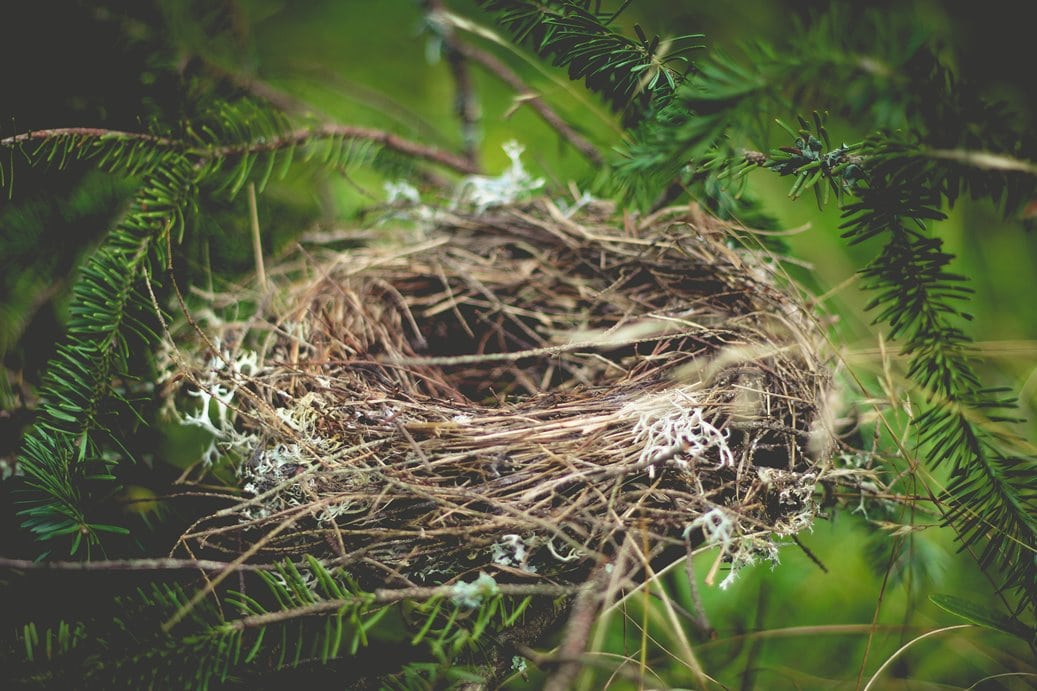 What Is a Bird-Nesting Custody Plan?