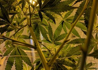 Legalization & Criminal Charges for Violations of Commercial Cannabis Laws