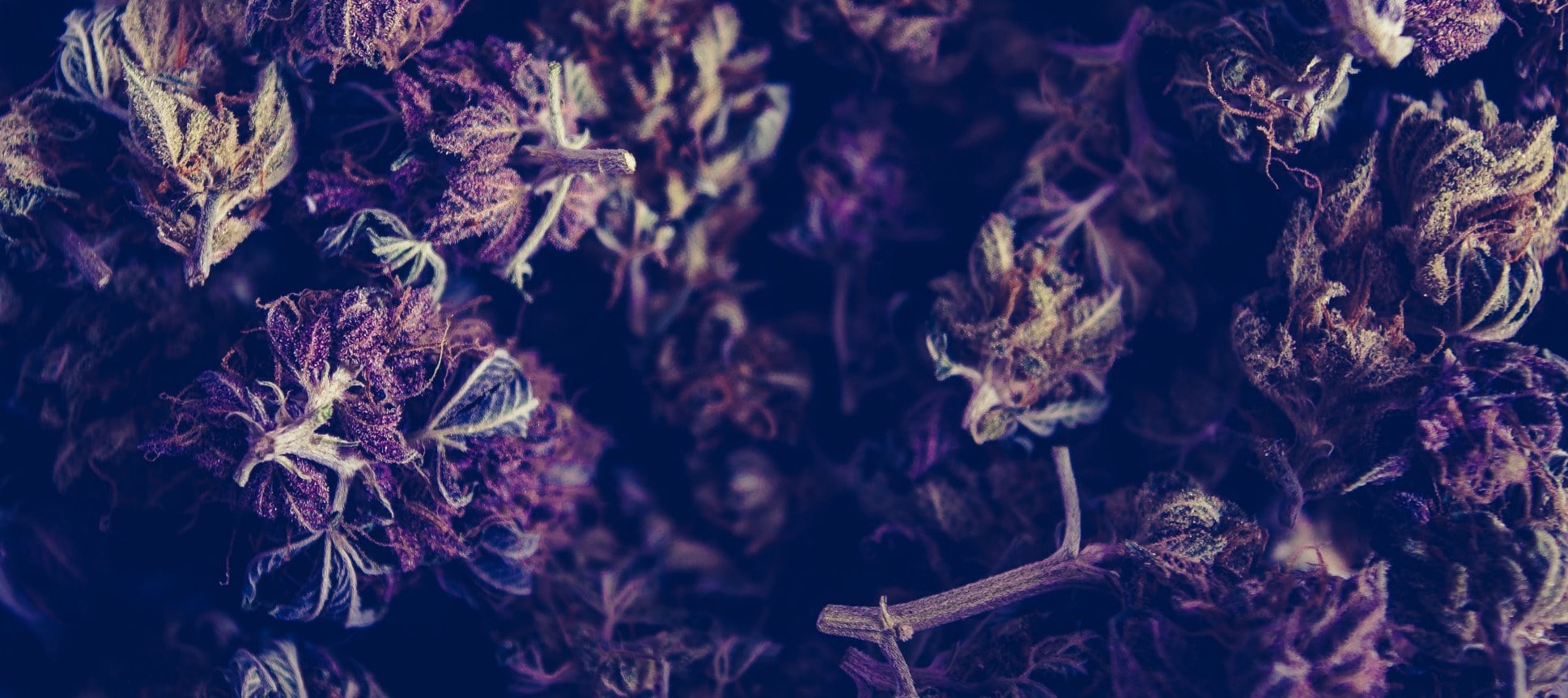 California Police Are Arresting Many Drivers for Marijuana DUI