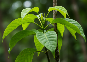 Orange County Supervisors Outlaw Synthetic Kratom
